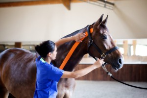 kinesiology taping for equine neck