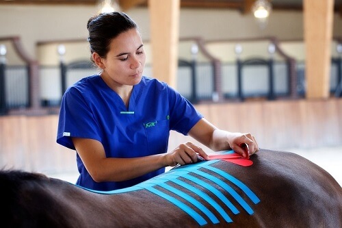 equine taping course