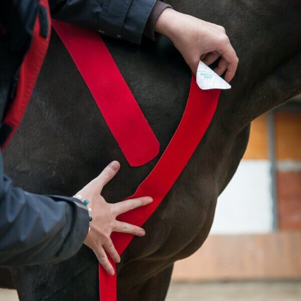 vetkintape application image on a horse