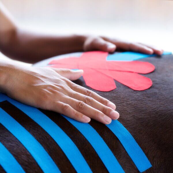 vetkintape application image on a horse