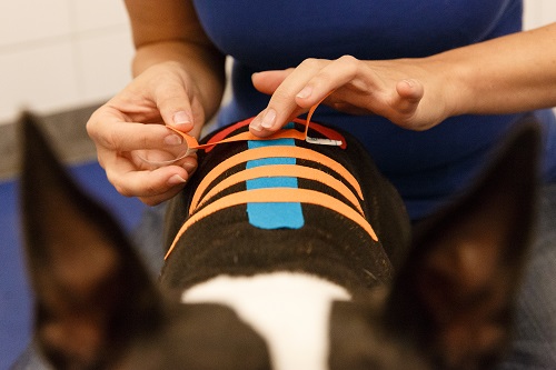kinesiology-taping-course-canine