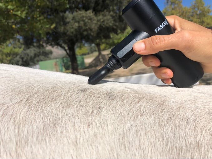 Massage Gun for Horses THYSOL Australia