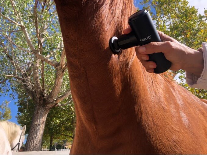 Massage Gun for Horses THYSOL Australia