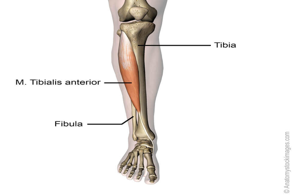 anatomy lower leg