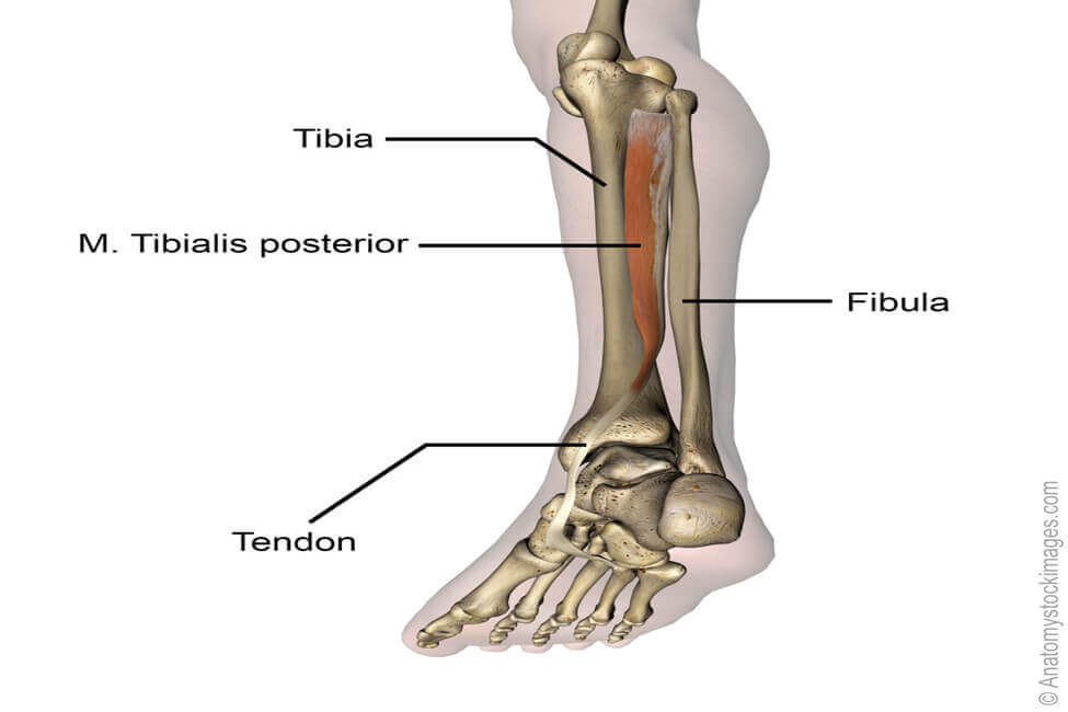 anatomie van het onderbeen