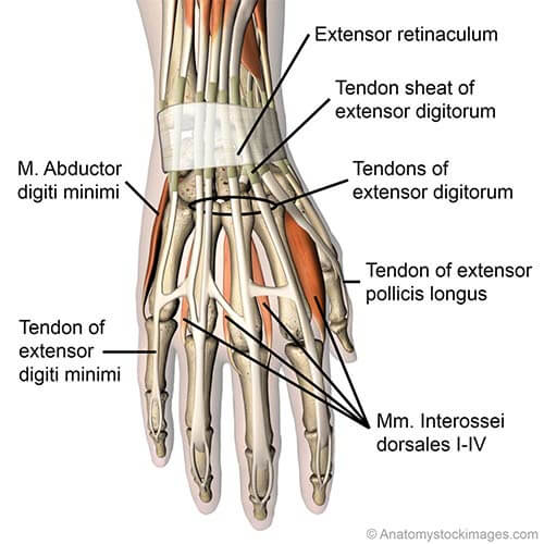 Anatomical model of the hand