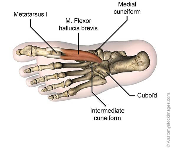 Anatomic model foot