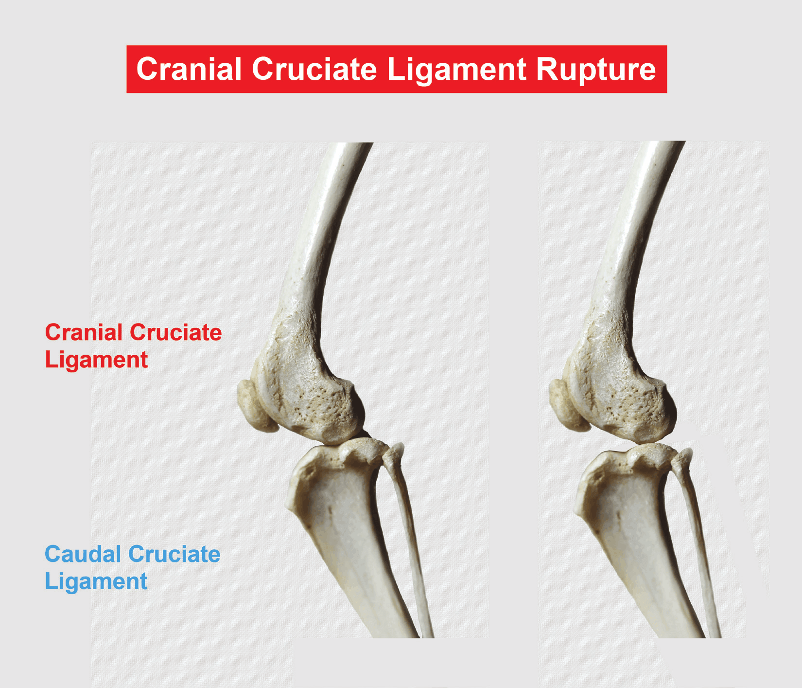 Anatomy of a cranial cruciate ligament rupture in a dog's knee