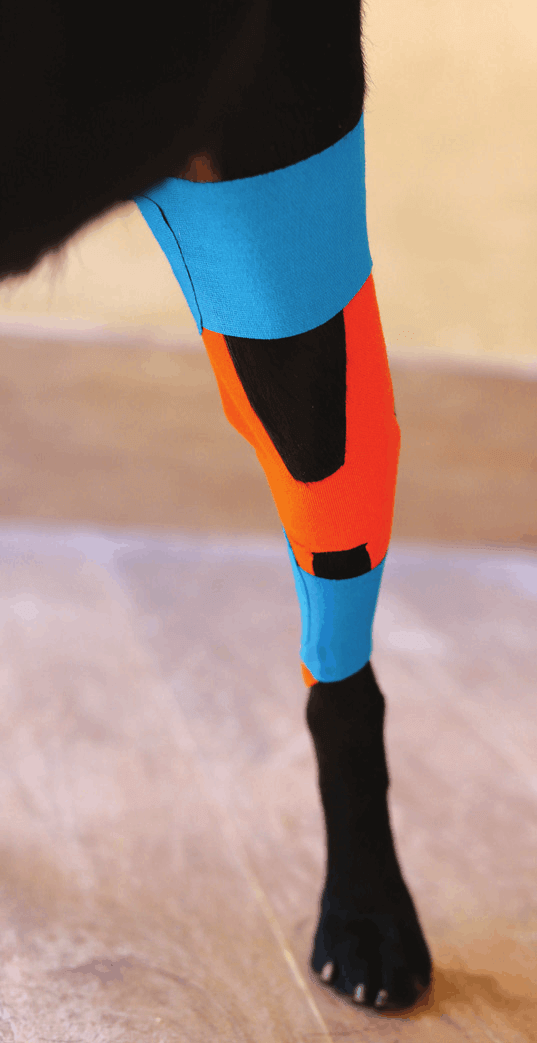 Simplified single H taping application, cranial view