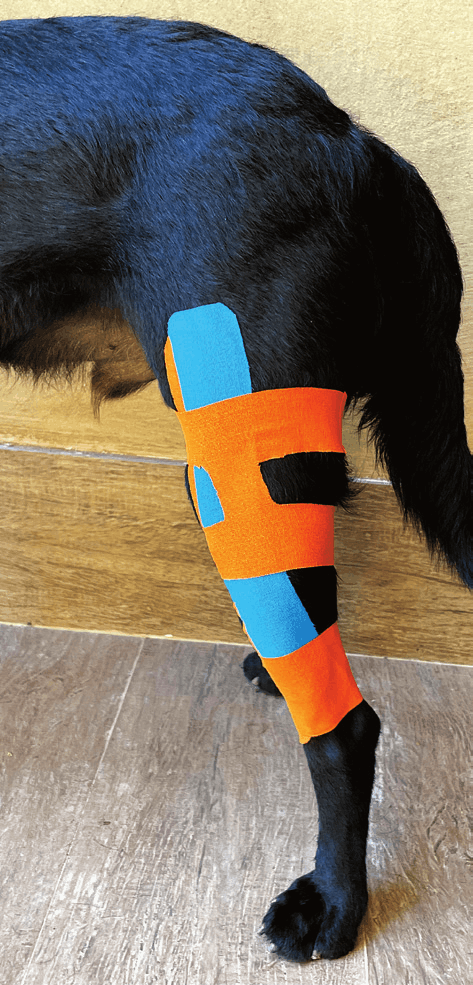 Completed Double H kinesiology taping application for stifle stability