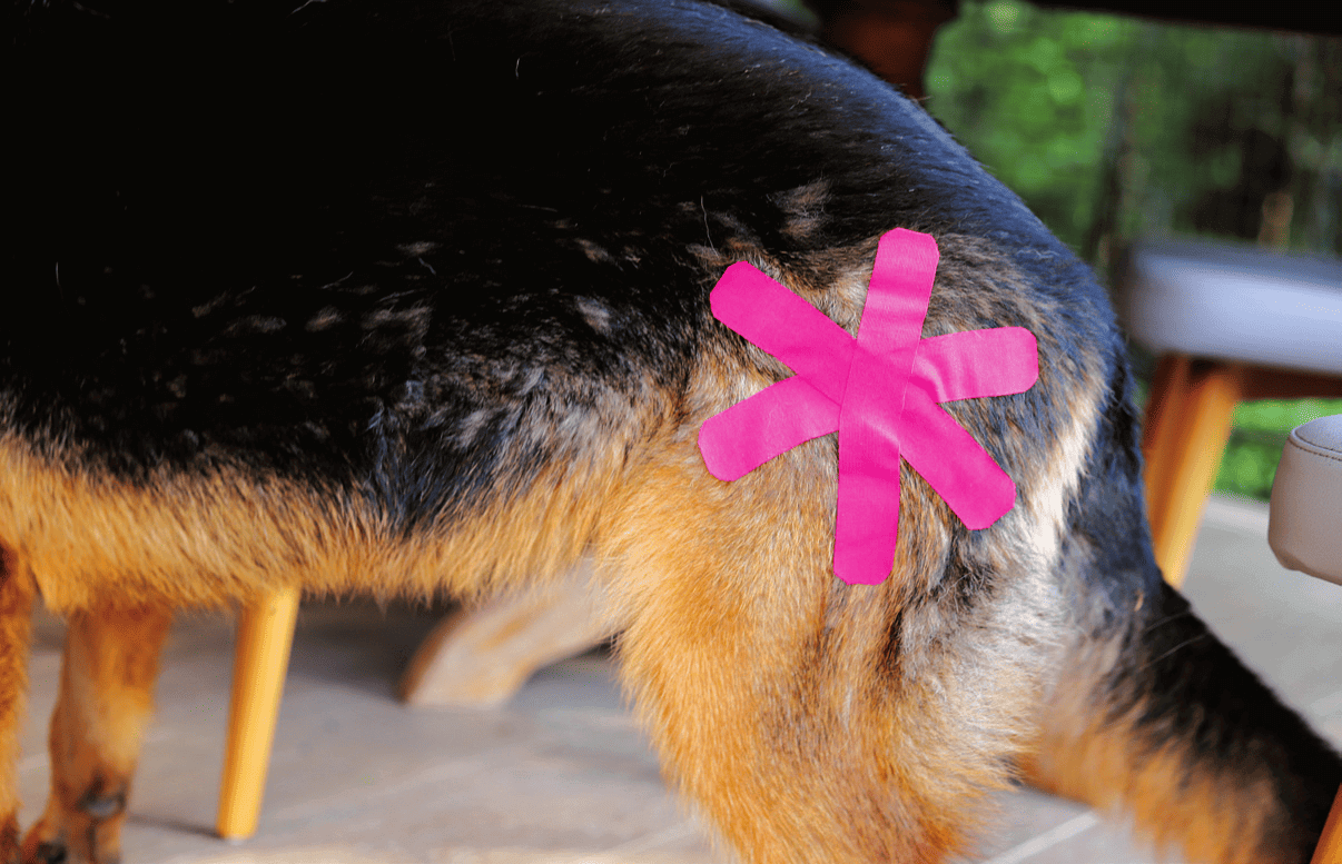 VetkinTape Star technique applied over a dog's hip joint