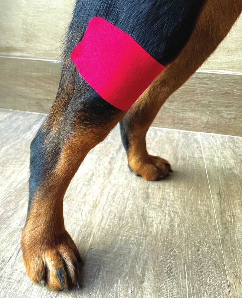 Patellar ligament desmopathy taping guide