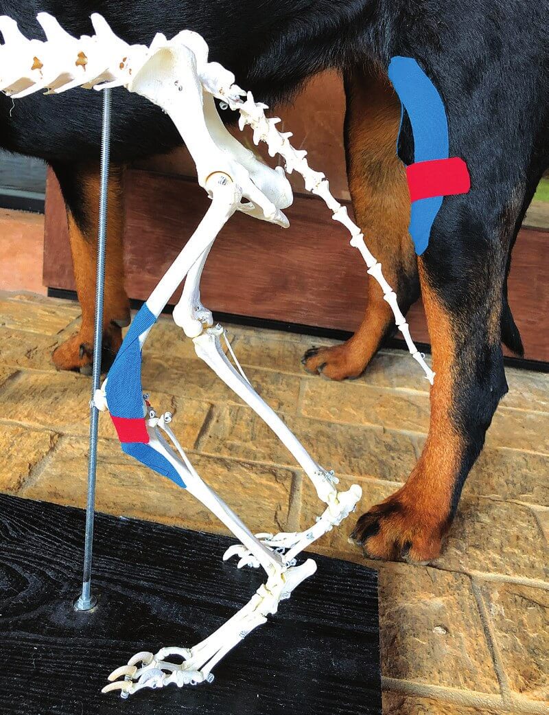 Medial patellar luxation taping guide