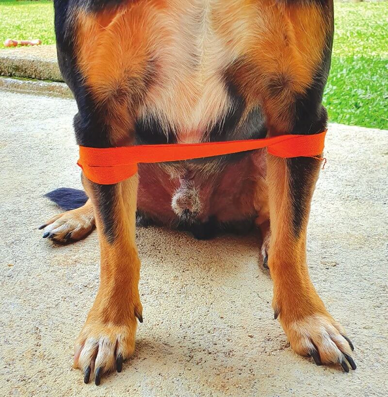 Swimming Puppy Syndrome taping guide