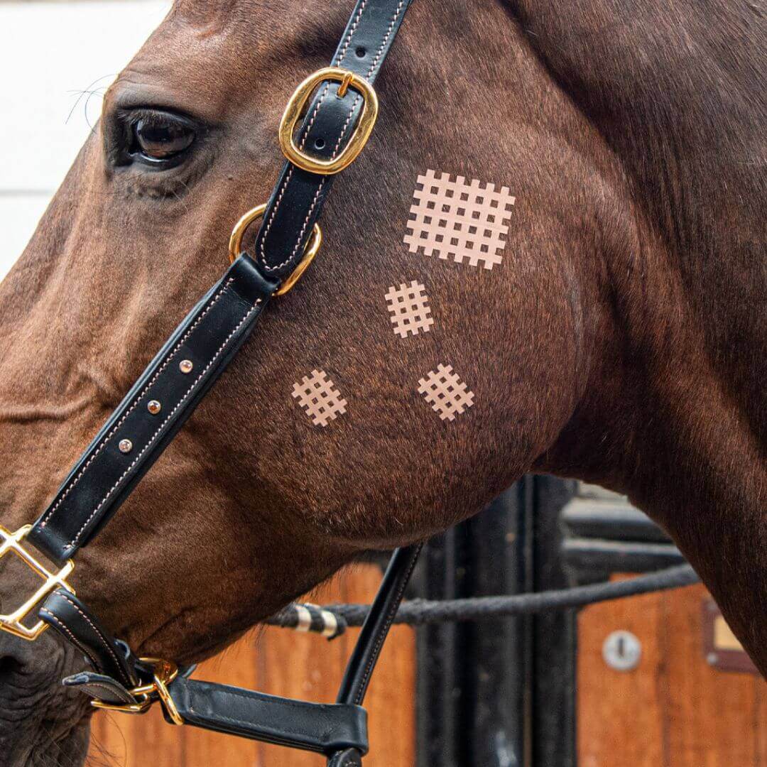 CrossLinq® VET - Acupressure Cross Patches - Image 2
