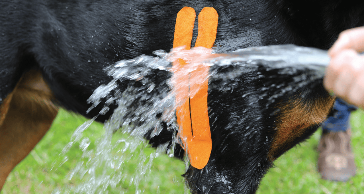 waterresistant kinesiology tape for dogs width=